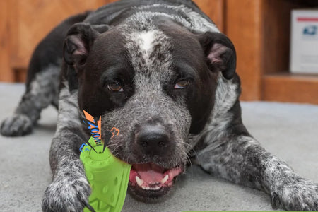 Squeaky Dog Toys Dog Chew Toy for Aggressive Chewer, Teeth Cleaning Shoe Shape Squeaky Dog Toys